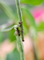Insect on Green Plant