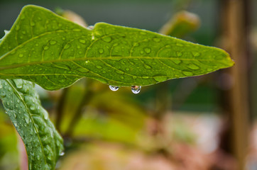 Rain Drops on Green Leaf