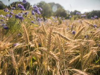 Fototapeta premium Field with wheat in summer on a sunny day. 
