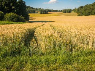 Field with wheat in summer on a sunny day. 