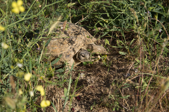 Horsfield Tortoise in Tandooreh National Park, Khorasan, Iran