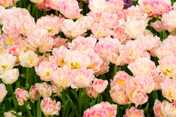 Fototapeta na wymiar flowering pink-white tulips in the open air