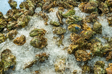 Closed fresh oysters for sale on the market