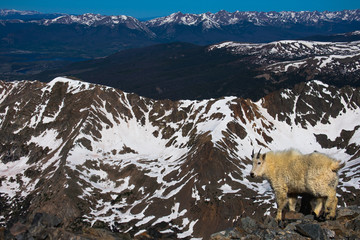 Snowy Mountain Goat