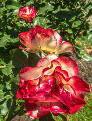 Deep Red and White Petals on a Trio of Roses in Various Stages of Development