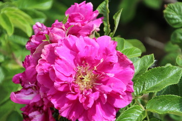 Fototapeta premium Open Roses, Fort Edmonton Park, Edmonton, Alberta