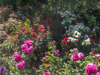 Fototapeta premium Rainbow of Petal Colors on a Hill of Roses