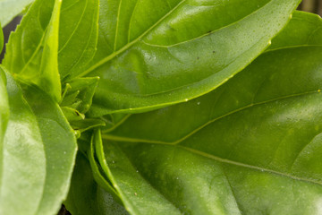 Fresh green basil leaf on an old wooden background