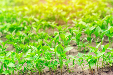 green pepper seedlings in the greenhouse, ready for transplant in the field, farming, agriculture,...
