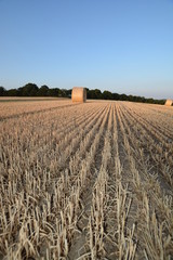 Fototapeta premium Strohballen im Sonnenuntergang, Gerstenfeld Groß Stresow auf Rügen