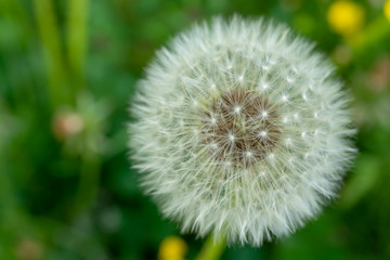 Dandelion on a meadow