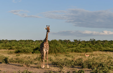 Giraffe, Botswana, Chobe Park