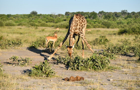 Giraffe, Botswana, Chobe Park