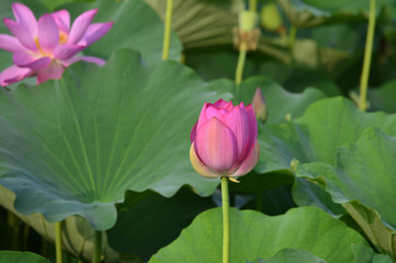 Blooming lotus flowers in the park