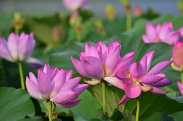 Blooming lotus flowers in the park