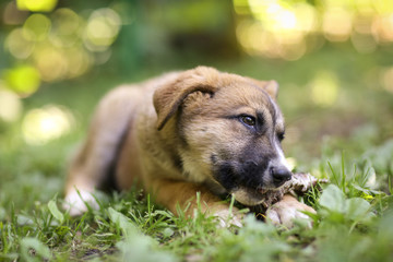 german shepherd puppy lay on green grass lawn gnaw bone