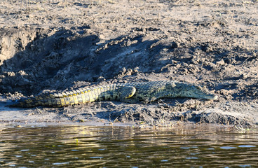 Krokodil