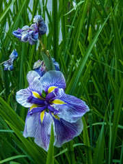 Deep Blue and Yellow Petals on a Walking Iris Flower in a Garden Setting