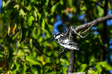 Pied Kingfisher, Graufischer