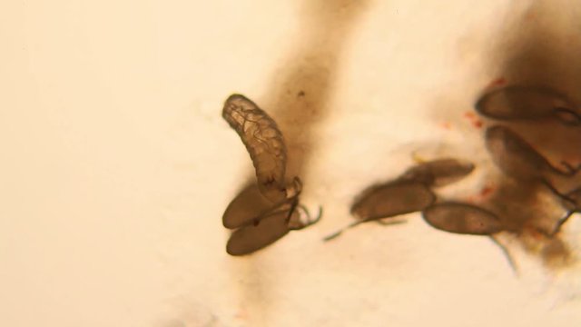 Drosophila Melanogaster larvae at the microscope