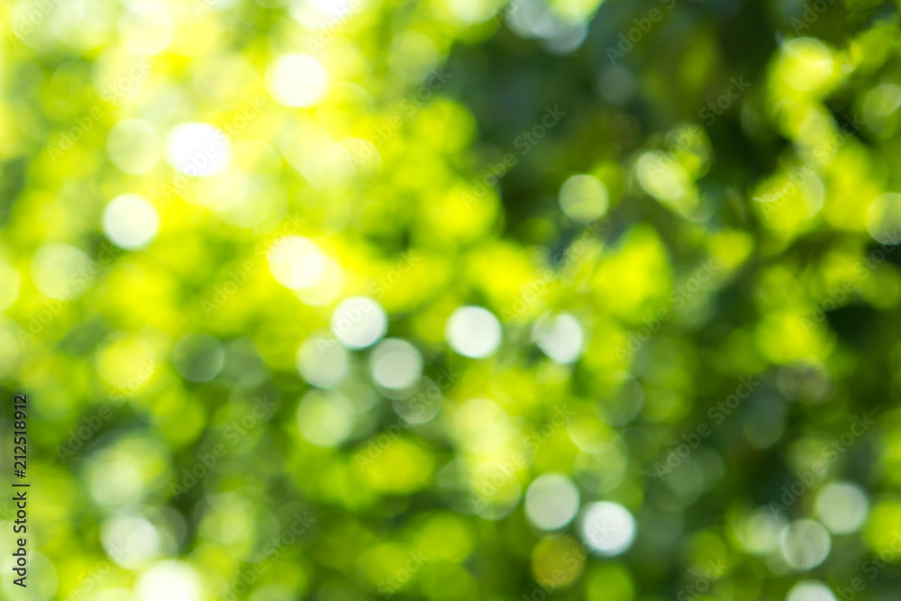 Wall mural blurred green tree leaf background with bokeh, nature texture