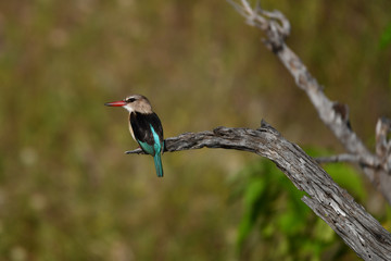 Brown hooded kingfisher, Braunkopfliest
