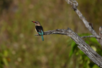 Brown hooded kingfisher, Braunkopfliest