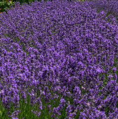 Deep Violet Petals on a Field of Lavender