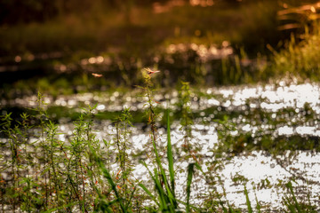 Dragonfly sitting on a blade of grass. dew on the grass with golden sunlight and blurred background