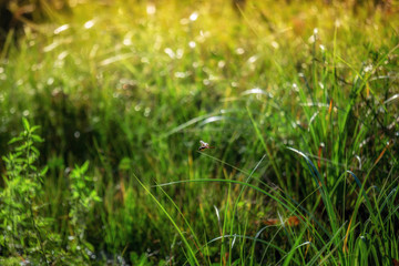 Dragonfly sitting on a blade of grass. dew on the grass with golden sunlight and blurred background