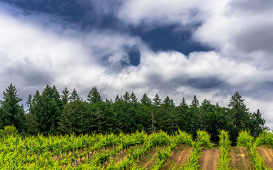 Landscape of a Field, a Forest, and a Blue Sky with Clouds