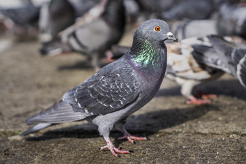 Pigeons in the park eating bread crumbs