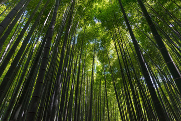 Fototapeta premium Hokokuji Temple, Kamakura, Japan. The old Zen temple is also known as 