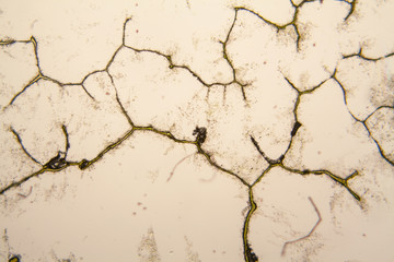 Fototapeta premium Microscopic view and details of rotten tulip stem 