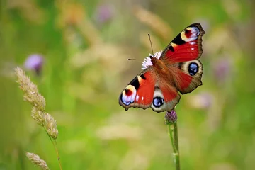  Colorful peacock butterfly, Inachis io, sitting on purple thistle flower in a meadow, open red, violet, black and yellow wings, blurry green grass background, copy space © Lioneska