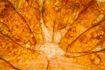 Fresh pond water plankton and algae at the microscope. Pond mite body parts
