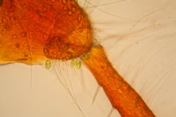 Fresh pond water plankton and algae at the microscope. Pond mite body parts
