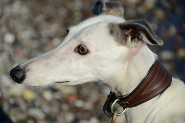Fototapeta premium Side view face portrait of a female galgo espanol dog.