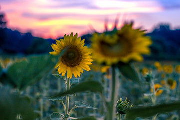 Sunset and Sunflowers