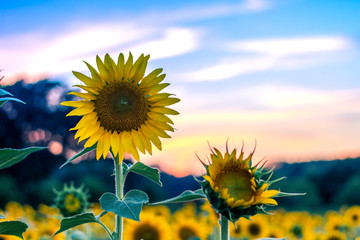 Sunset and Sunflowers