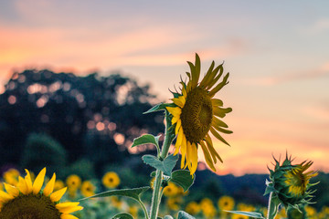 Sunset and Sunflowers