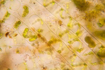 Fresh pond water plankton and algae at the microscope. Spirogyra
