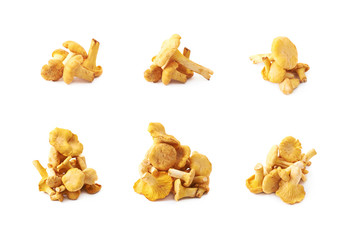 Yellow chanterelle mushroom isolated