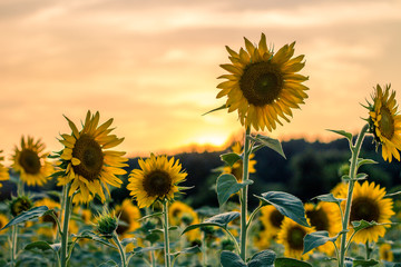 Sunset and Sunflowers