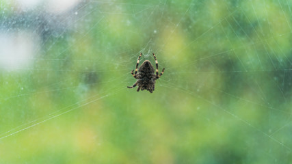 Spider on Window