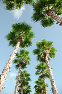 View looking up from the ground to blue sky and green palm trees