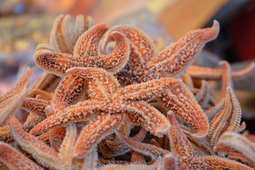 Dried Starfish for sale in Chinese Herbal Medicine Market