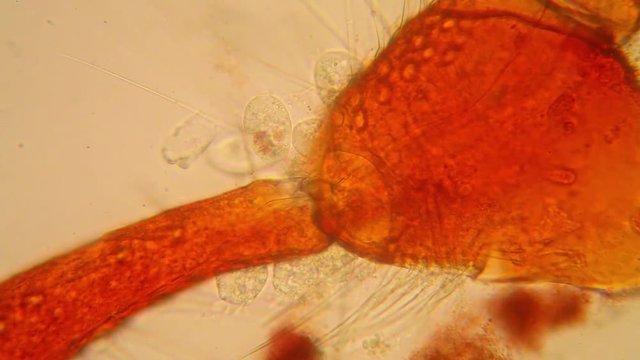 Fresh pond water plankton and algae at the microscope. Pond mite details