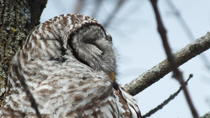 Barred Owl in the wild
