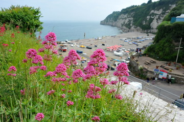 Beer beach, Devon, with flowers in the foreground